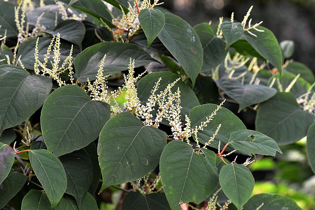 Japanese Knotweed - Developments in nuisance and nuisance in developments
